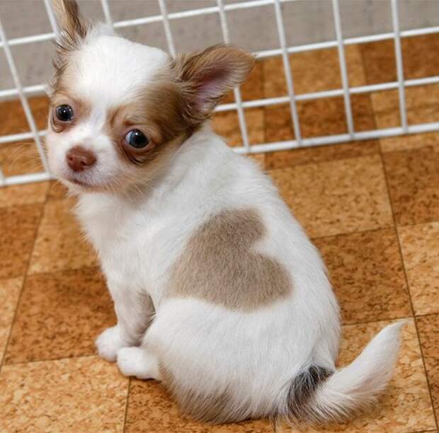 28 обаятельных животных с уникальным природным окрасом животные, окрас