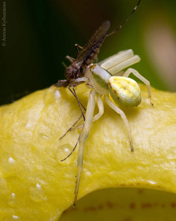 Знакомьтесь с соседями. В Ленобласти мизумена косолапая поселилась на орхидее