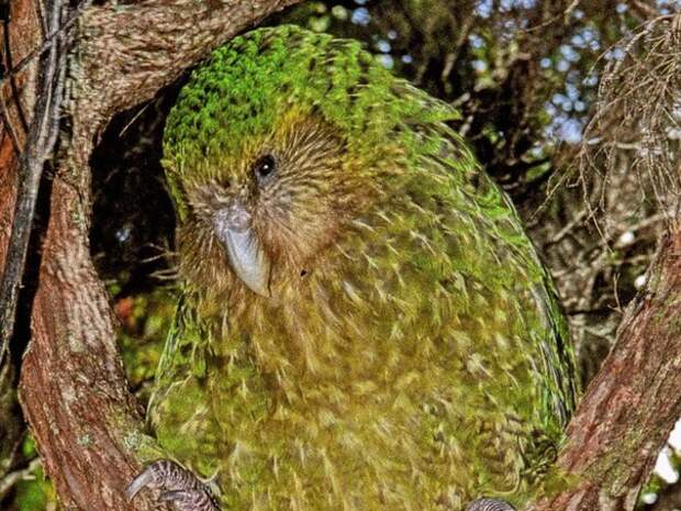 kakapo-kartinki-koshki-sobaki-smeshnye-zhivotnye-kote