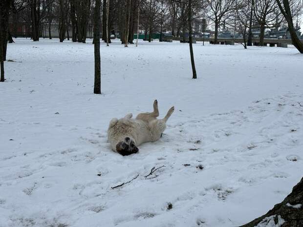 Морозы в Петербурге постепенно отступают