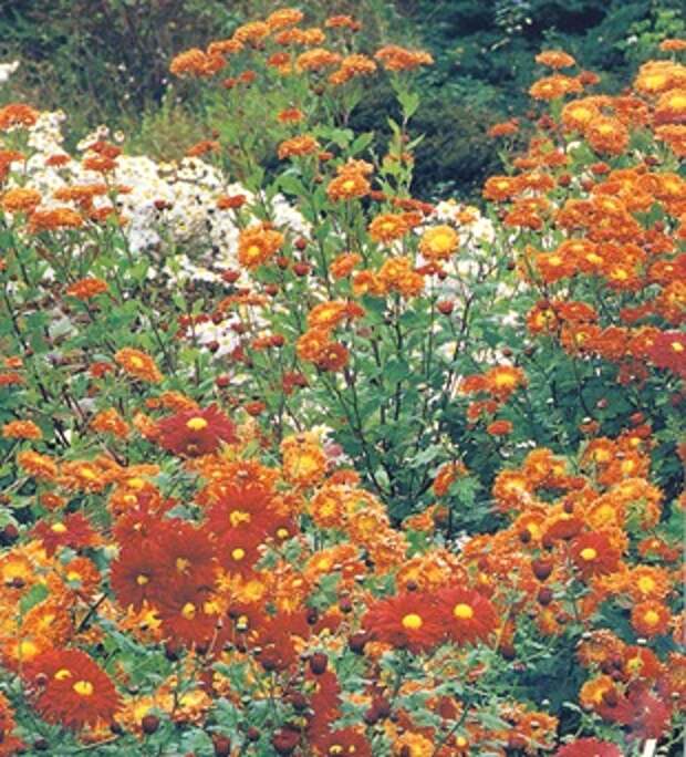 Осенние хризантемы Осенние хризантемы