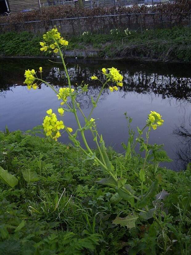 Где это росло до того, как пришло к нам