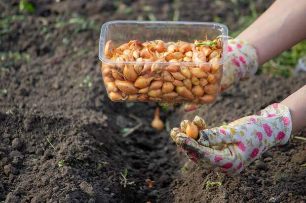 Дачников призвали сажать в апреле ряд растений