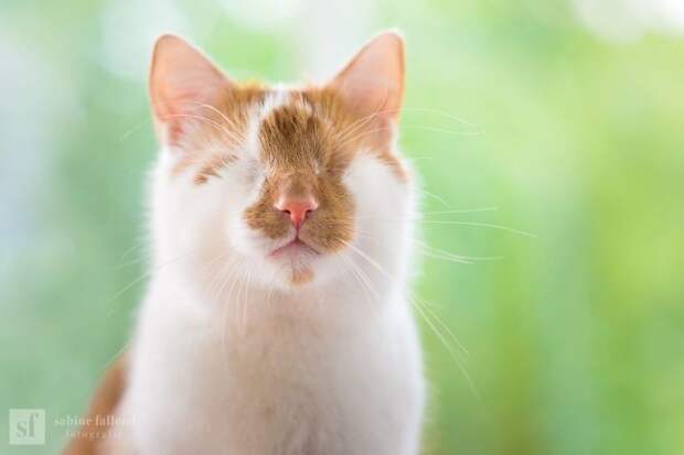 Блог - Девушка делает чудесные эмоциональные фото своего кота, у которого нет глаз Девушка делает чудесные эмоциональные фото своего кота, у которого нет глаз