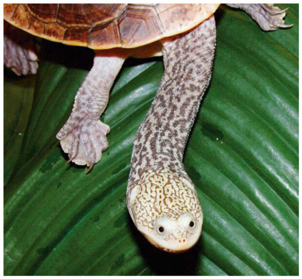 Австралийская змеиношеяя черепаха интересное, факты, фауна, черепахи