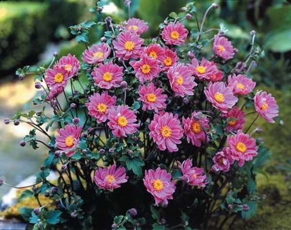 http://ssdosug.ru/wp-content/uploads/2014/03/anemon-g.jpg