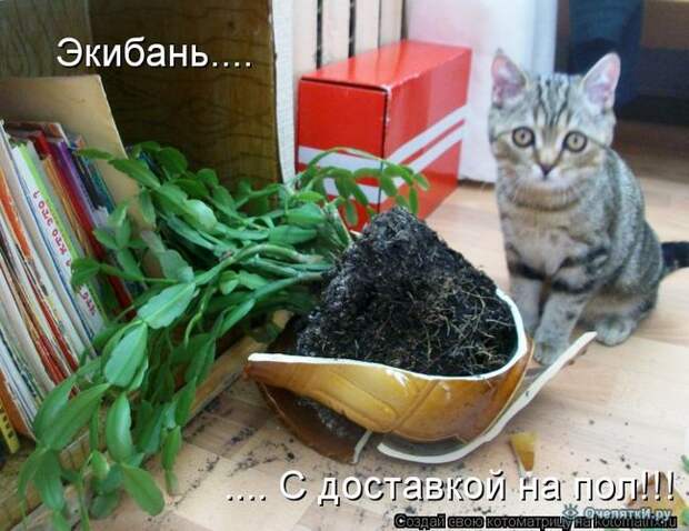 Смешные кошки в котоматрице 20