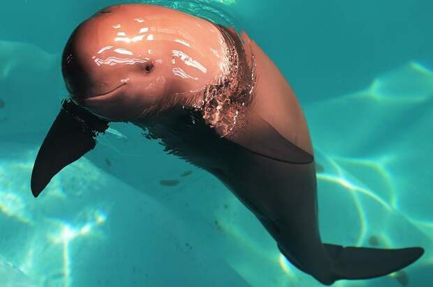 Interesting pictures with animals 11