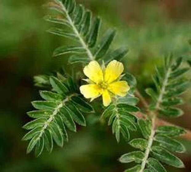 tribulus_terrestris