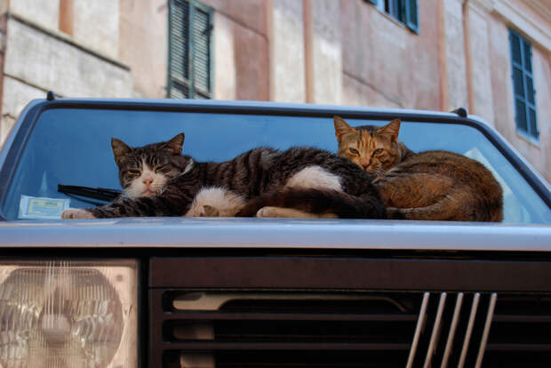 Кот, города котиков