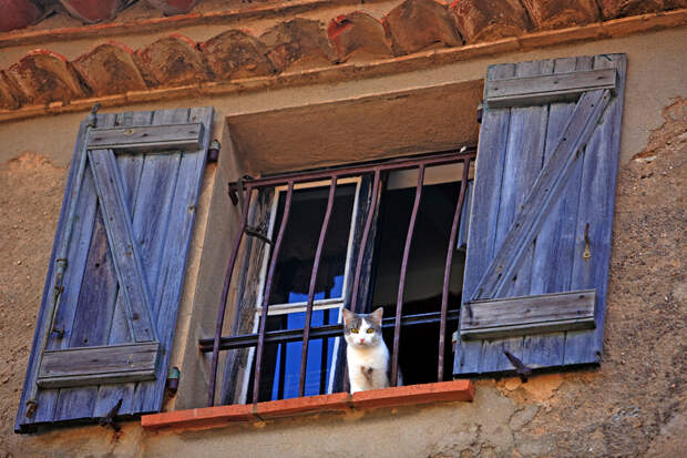Кот, города котиков