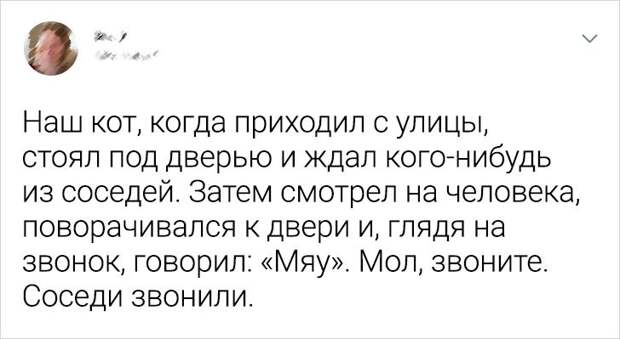 20+ доказательств того, что пушистые мордахи намного умнее, чем мы привыкли считать