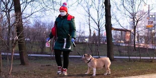 Волонтеры Москвы ежедневно выгуливают 120 собак московских пенсионеров Фото: mos.ru