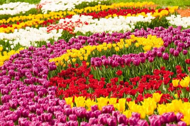 могут ли тюльпаны поменять цвет