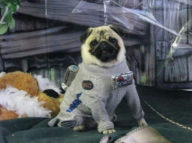 Pugs09 Pugs09 Веселые мопсы мастера маскировки