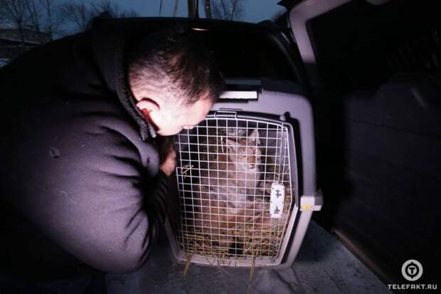 Челябинский ветеринар Карен Даллакян спасает рысь, попавшую в капкан