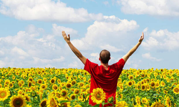 Man in sunflower field