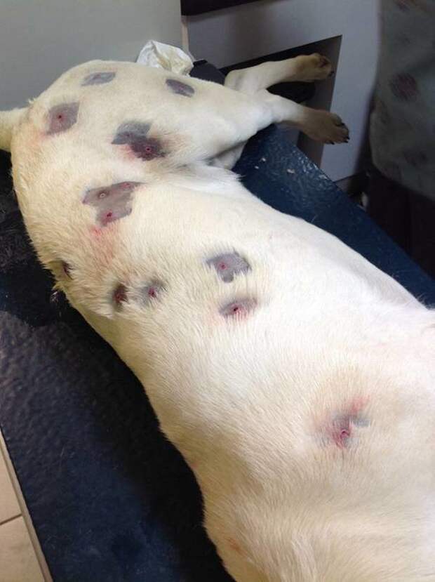 Ветеринары вытащили из пса,которого обстрелял сосед, 27 пуль Нелюди, ветеринар, добро, животные, звери, помощь, пуля, собака
