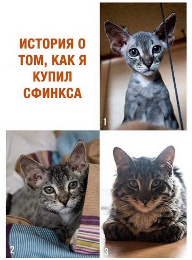 Сфинкс