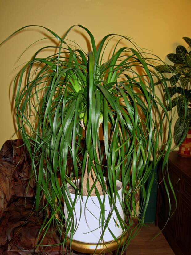 4384674_foto_013 (525x700, 327Kb)
