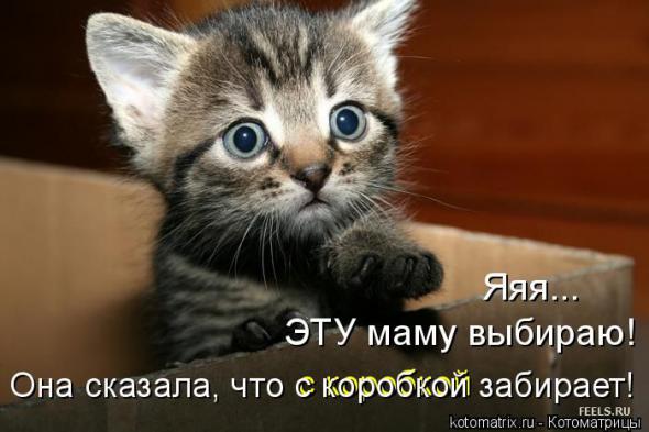 Котоматрицы(картинки с надписями)