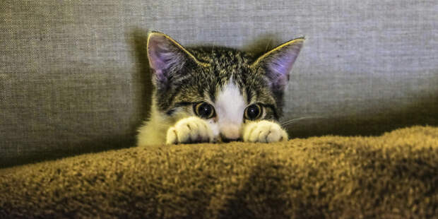 Зачем мы делимся фото милых котиков: ответ нашли учёные из Канады