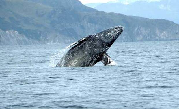 Какие виды китов крупнейшие на Земле — размеры, описание и фото