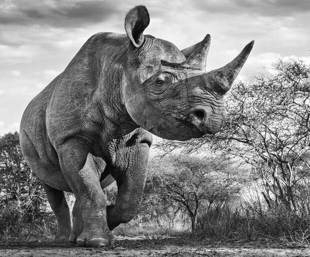 15 ошеломительных фото дикой природы от любимого фотографа принца Уильяма 