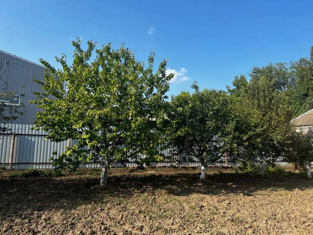 Сосед-агроном покрутил у виска, а я натерла яблони копеечной аптечной вонючкой: тля исчезла, а муравьи ищут обходные пути