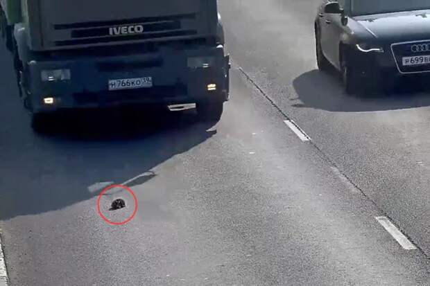 Кажется еще чуть-чуть и огромный грузовик раздавит котенка... Фото: кадр с камеры видеонаблюдения