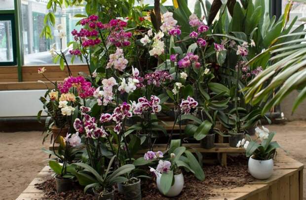 орхидея. Фото: организаторы