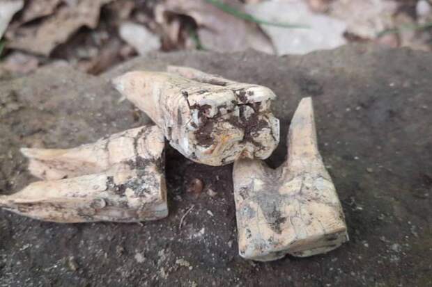 Зубы древнего "великана" обнаружили в лесу под Анапой