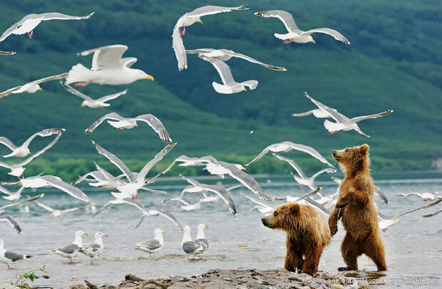 Первозданная Россия: фестиваль дикой природы со всех уголков страны