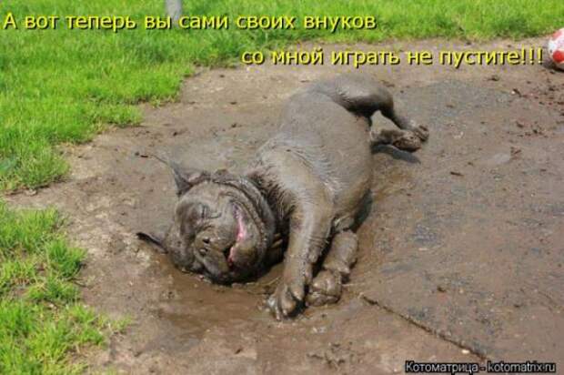Котоматрицы (картинки с надписями)