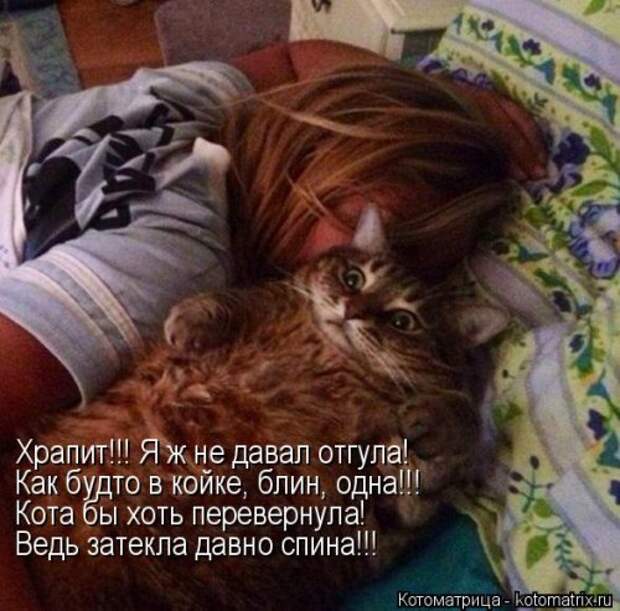 Лучшая котоматрица за неделю (31 шт)