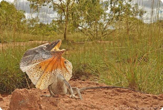 Плащеносная ящерица (лат. Chlamydosaurus kingii)