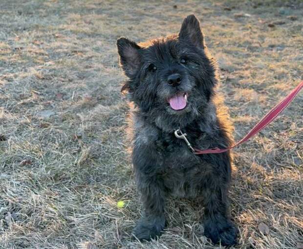 "Севзапстройпроект" построит площадку для выгула собак на севере Петербурга