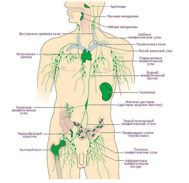 Здоровая лимфосистема – сильный иммунитет