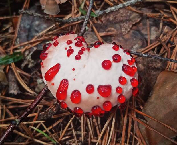 Во Владимирской области в лесу обнаружили уникальный гриб – «кровоточащее сердце»