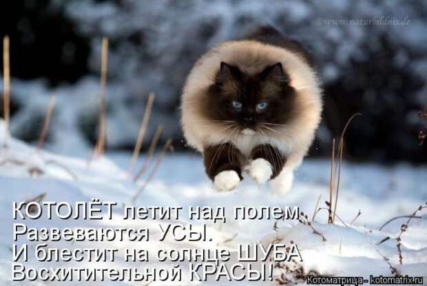 Лучшие котоматрицы недели