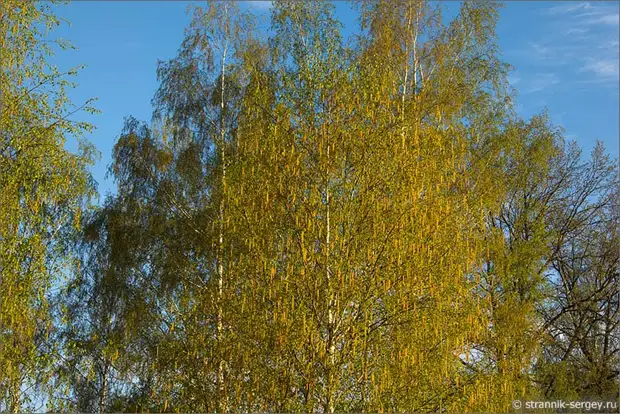 Когда цветут берёзы 