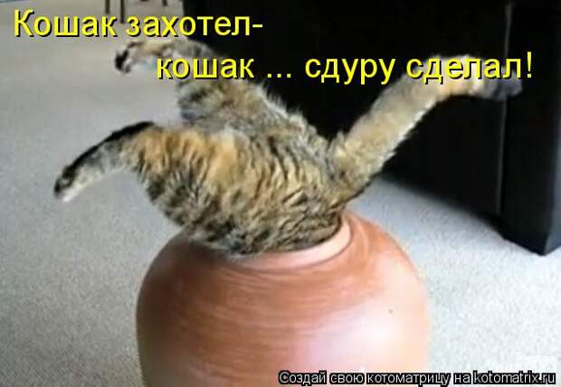 Котоматрица: Кошак захотел- кошак ... сдуру сделал!