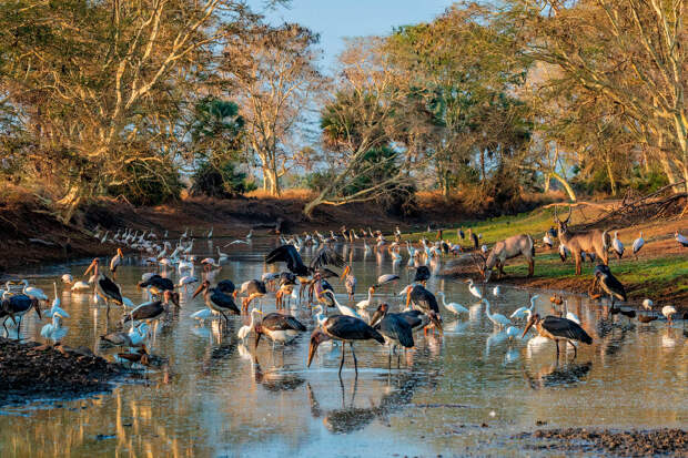 Национальный парк Горонгоса и птицы