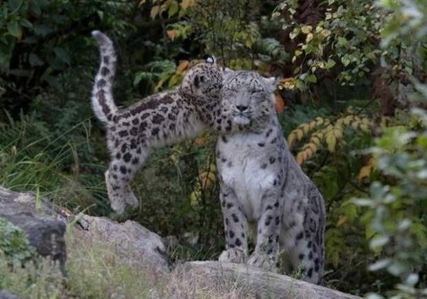 Дикие кошки