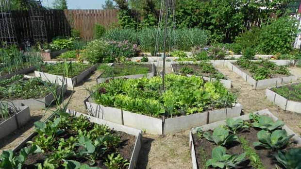 ogorod-foto-05 (640x360, 246Kb)