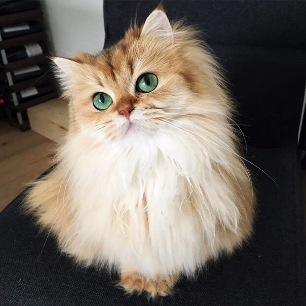 Смузи, самая фотогеничная кошка в мире. Порода, животные, котики