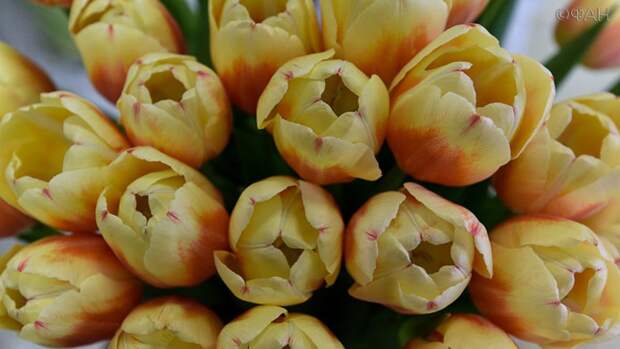 Стало известно, сколько будут стоить тюльпаны на 8 Марта в Москве