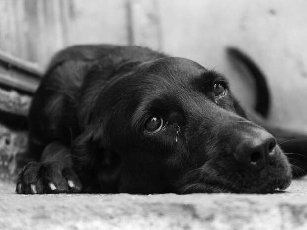 Самарская полиция начала проверку из-за жалобы жителей села на массовую травлю собак