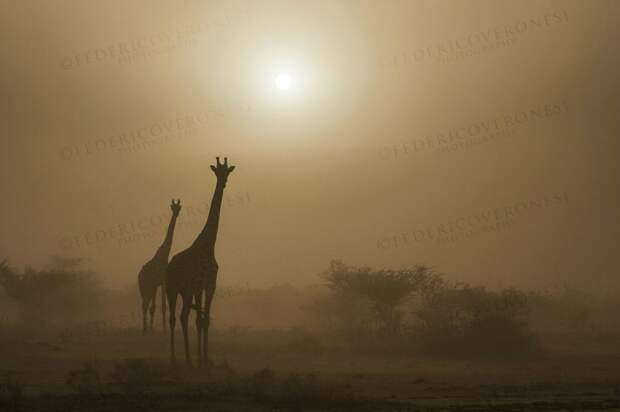 wildlife