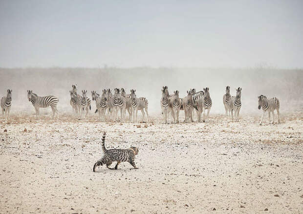 Приключения кота в дикой Африке (6 фото)